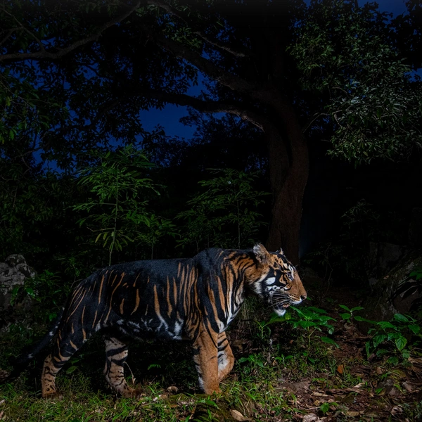 Редкий тигр с псевдомеланизмом (черный тигр), обитающий в заповеднике Симилипал на территории индийского штата Одиша | Источник: Prasenjeet Yadav / Wildlife Photographer of the Year 2025