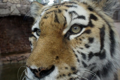 Матрос погиб от лап тигра в тайге Приморья