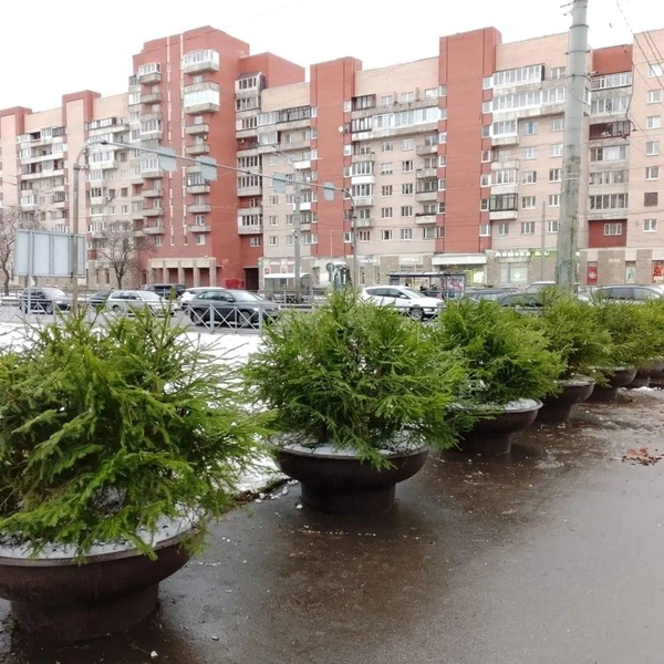 Источник: Комитет по благоустройству Санкт-Петербурга