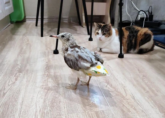 Иногда птица гуляет по квартире | Источник: Елена Фурцева