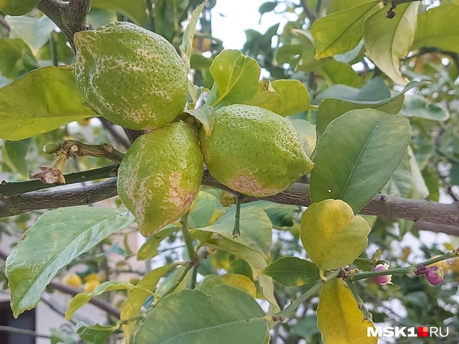 Весенние заморозки повлияли на урожай лимонов не в лучшую сторону | Источник: Анна Голубницкая / MSK1.RU