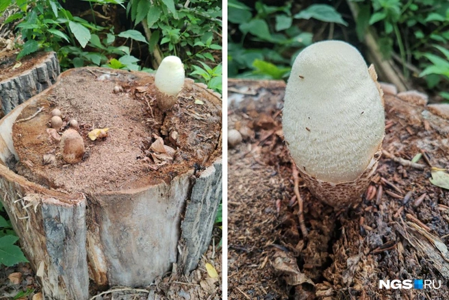 Срывать находку сибирячка не стала | Источник: Читательница НГС 