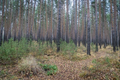В Зауралье введены жесткие противопожарные правила