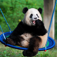 Панда качается на качелях в зоопарке Чунцина