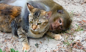 Римские солдаты в Египте держали индийских макак. А у обезьян были свои питомцы — котята и поросята