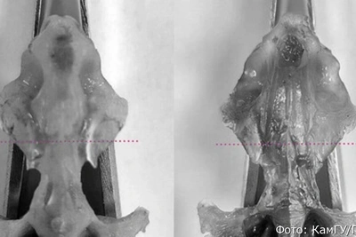 Уникальный голец найден на Камчатке