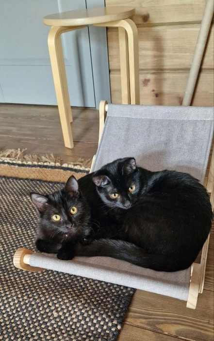 Уникальный двухголовый черный кот | Источник: читательница NGS24.RU Natalia