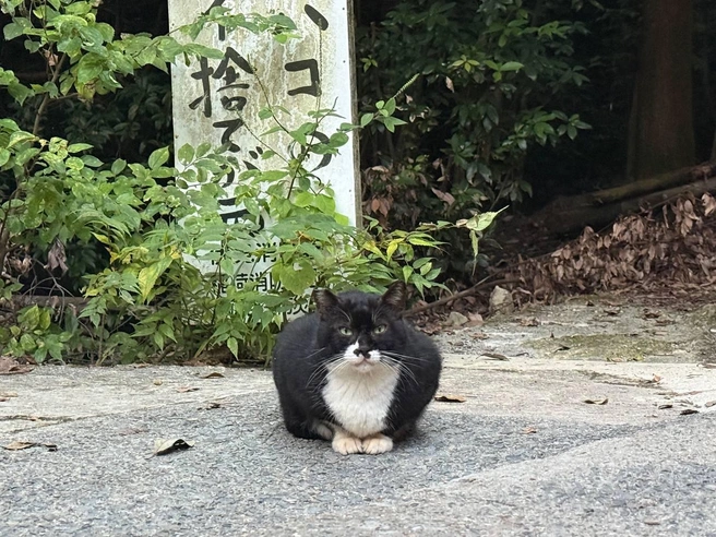 Упитанный котик в Киото | Источник: Наталья