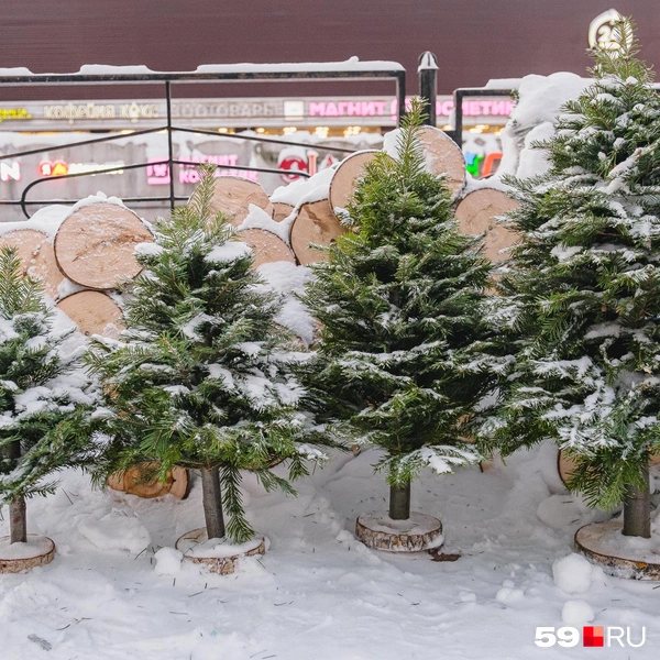 Маленькие сосны выстроили в ряд по высоте | Источник: Тимофей Калмаков / 59.RU