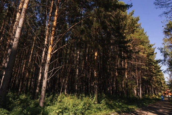 Живописные аллеи дендропарка | Источник: Инна Кузнецова