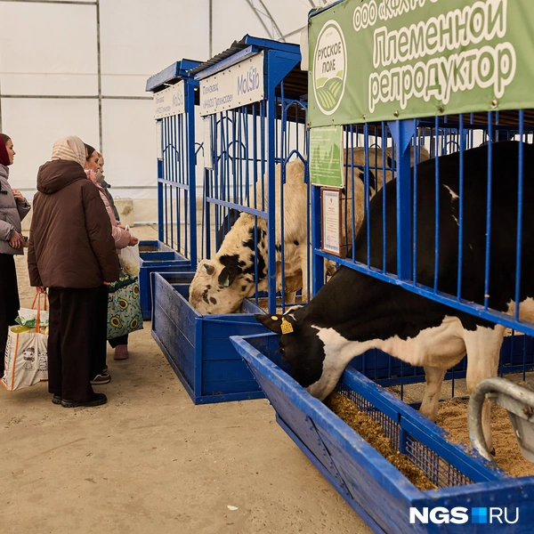 На выставке было несколько пород коров | Источник: Александр Ощепков / NGS.RU