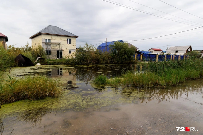 Пожарный водоем на территории дачного общества давно вышел из берегов и превратился в болото | Источник: Ирина Шарова / 72.RU