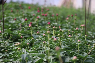 Иркутский «Горзеленхоз» впервые собрал урожай пионов