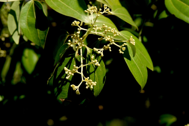 Кассия (Cinnamomum cassia Blume). Из этого растения с ХѴІ века получают коричные эфирные масла. Сейчас добывают три вида промышленных эфирных масел: из коры цейлонского коричного дерева, из листьев цейлонского коричного дерева, из листьев и веток коричника китайского. Все они сильно отличаются по составу | Источник: wasanajai via Shutterstock/Fotodom.ru