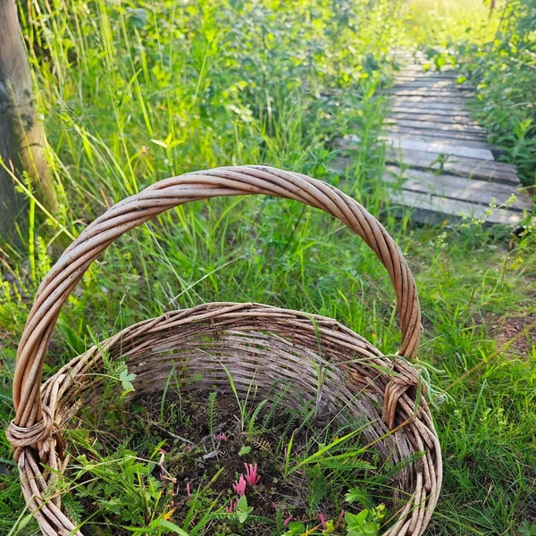 Источник: Антон Кубышкин / «Грибы и Грибники СПб» 