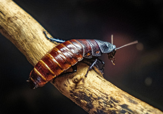 Любые катаклизмы нипочем: ученый объяснил, почему тараканы оказались более живучими, чем динозавры