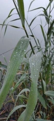 Туман крупными каплями осел на листьях водной растительности | Источник: читатели V1.RU