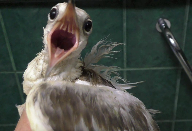 Источник: Елена Фурцева