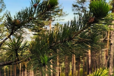 Документы по «Читинскому бору» на завершающем этапе