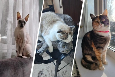 Красноярцы показали своих кошек в День кошек