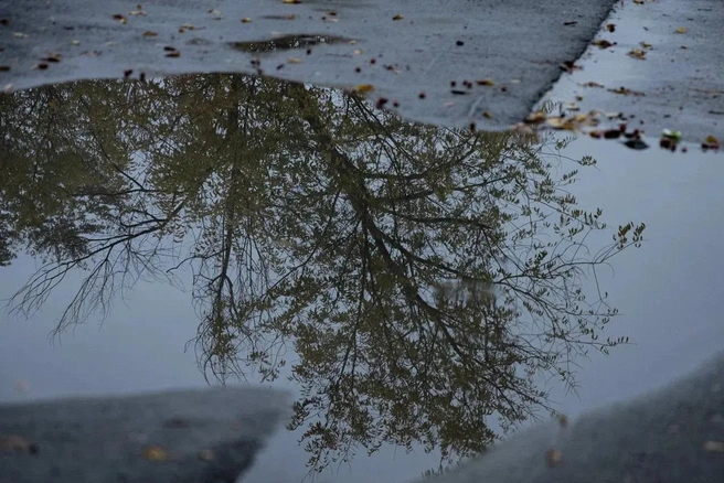 Дерево печально смотрит на свое отражение | Источник: Алексей Сапицкий