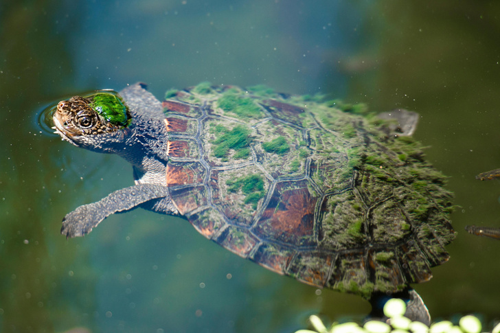 Австралийские черепахи научились дышать клоакой: зачем им это нужно?