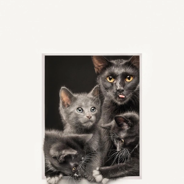 Еще одна работа победительницы конкурса Кэти Брокман | Источник: Katie Brockman / Pet Photography Awards 2025