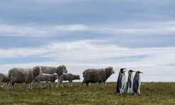 Самые смешные фото животных в октябре 2025 года