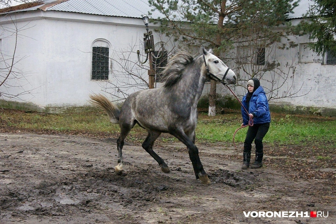Жеребцы-миллионеры. Как в России сохраняют легендарных орловских рысаков, лошадей «самой русской» породы | Источник: Александр Зинченко / Voronezh1.ru