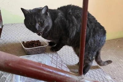 Ласкового кота с запиской подкинули в новосибирский подъезд