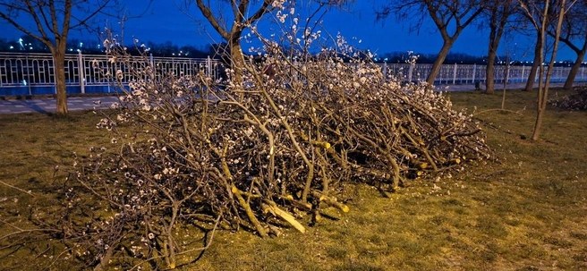 Это уже не первая вырубка в ЮМР | Источник: Совет ЮМР / T.me