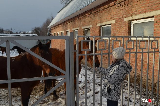 Кристина Заикина с лошадьми тульского парка | Источник: Максим Улитов / 71.RU