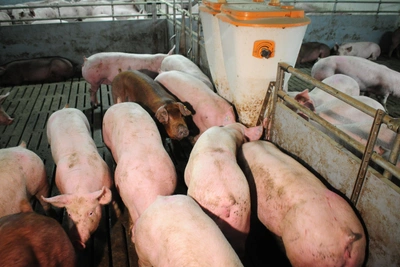 Власти скрывают причину гибели 300 свиней в Кемерове