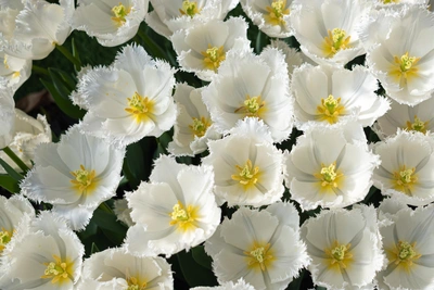 Бойцы «Тигра» поздравили женщин Приморья с 8 Марта