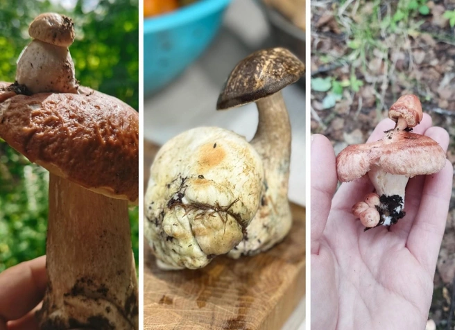 Вот что можно найти в заполярных лесах | Источник: Зарема Плотникова, Татьяна Чепрасова, Елена Богатько