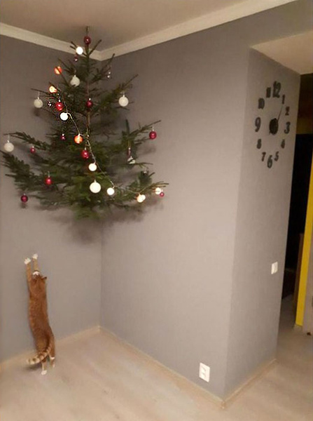 Как защитить новогоднюю елку от кота: 7 самых хитрых способов с фотоинструкцией