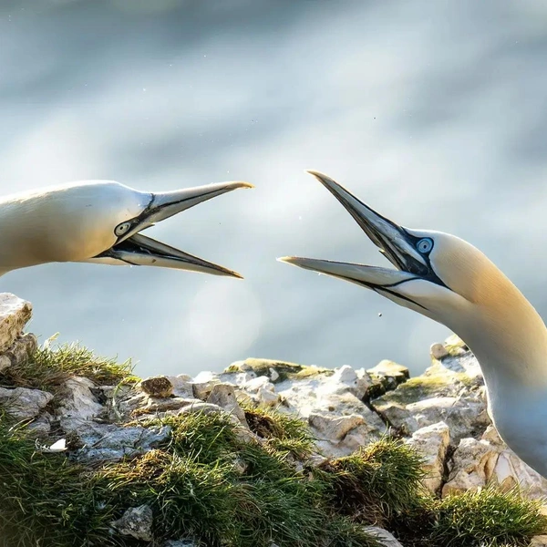 Второе место в номинации «Фотографы в возрасте до 11 лет» | Источник: Jamie Smart / Bird Photographer of the Year 2025