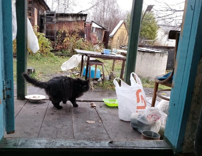 Многие дачники обзаводятся новыми питомцами в конце сезона | Источник: Рихарда Лем / NGS.RU