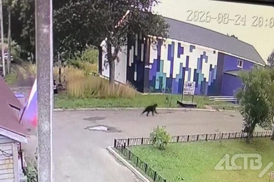 Медведь обследовал село на Сахалине: видео