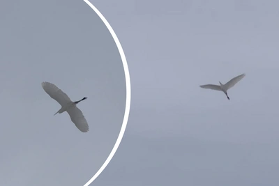 Цаплю-экстремала сняли в Новосибирске в марте