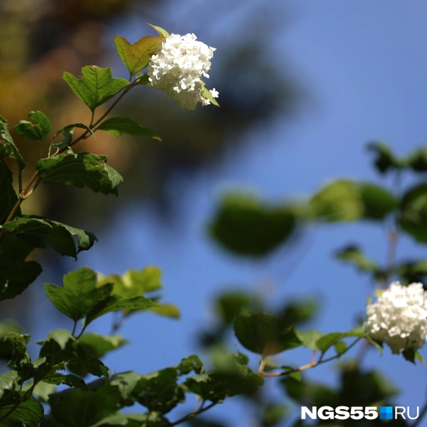 Листья пока не пожелтели | Источник: Евгений Софийчук / NGS55.RU