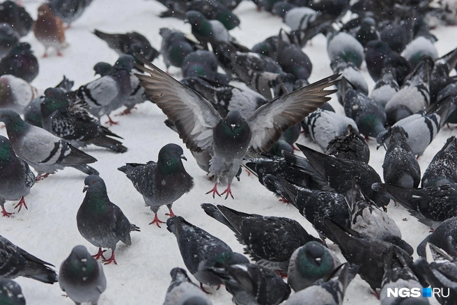 В городе довольно тепло. Температура около 0 градусов  | Источник: Александр Ощепков / NGS.RU