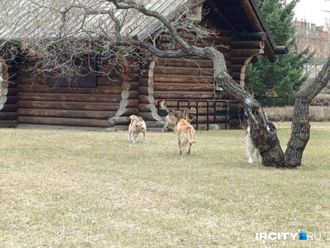 Бездомные собаки задорно бегают в самом центре Иркутска — и никому до них нет дела | Источник: Даниил Конин / «ИрСити»