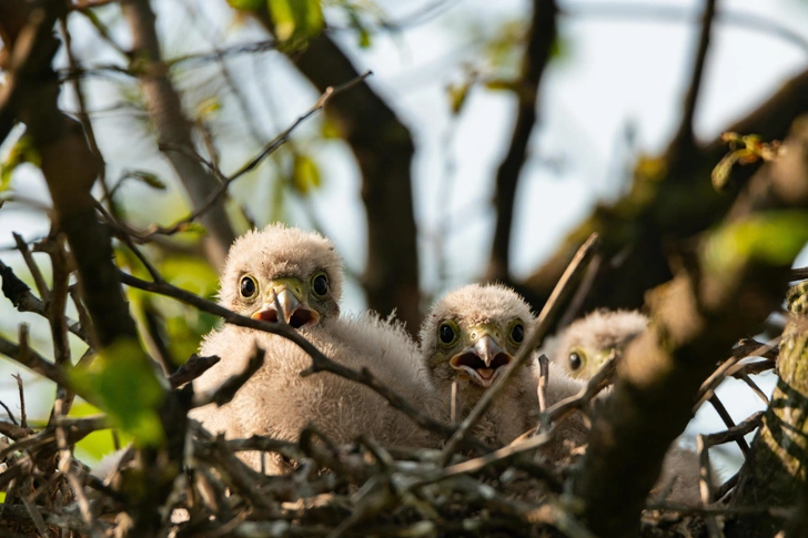 Источник: WildlifeWorld via Shutterstock/Fotodom.ru