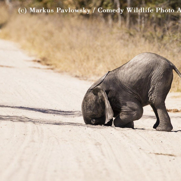 Источник: Comedy Wildlife Photography Awards
