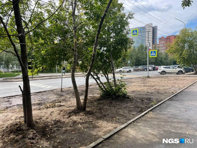 Территорию ждет благоустройство | Источник: Александр Ощепков / NGS.RU