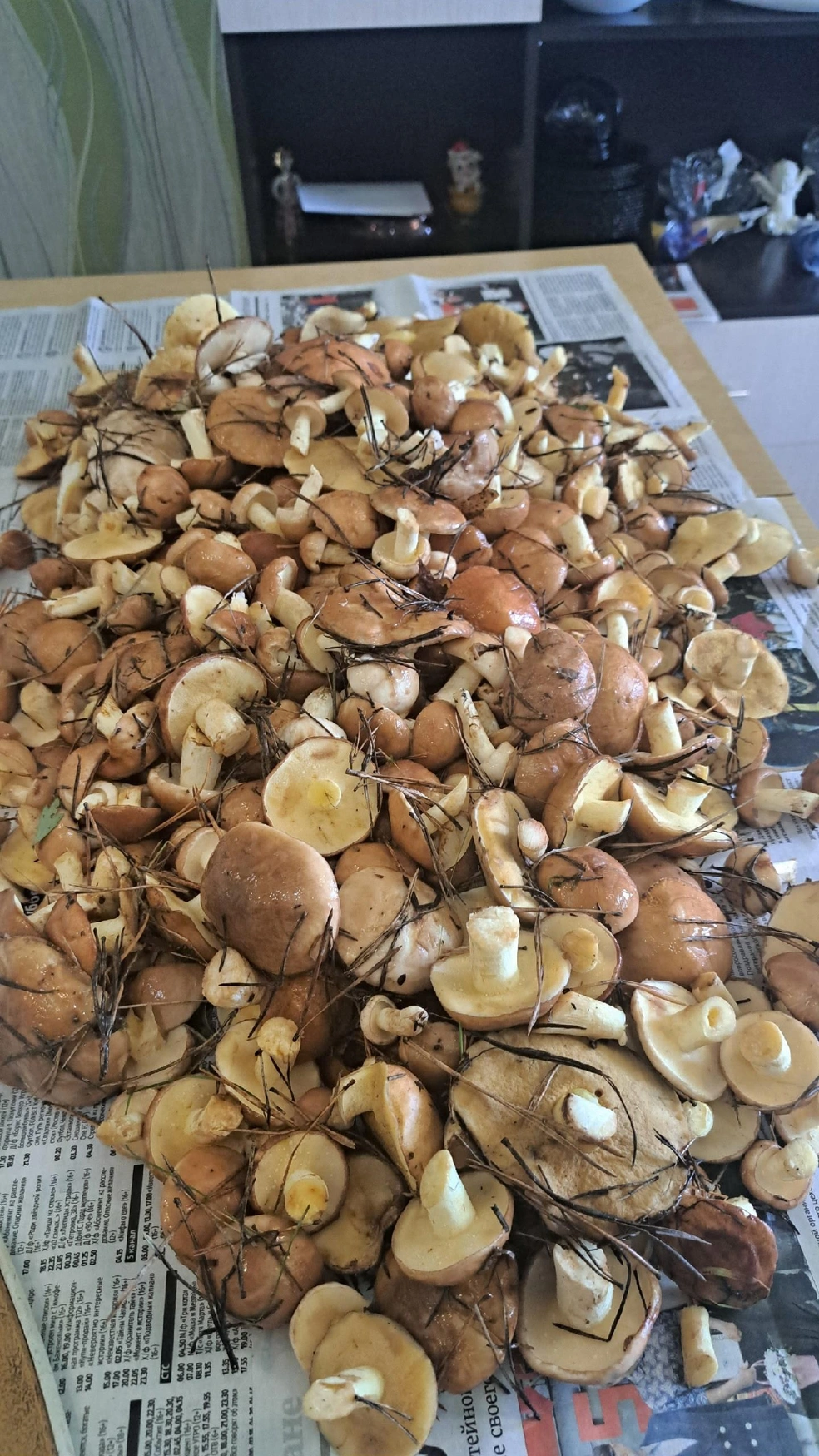 Гора маслят из Серова | Источник: «Дары лесов Урала» / Vk.com