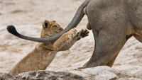 Самые смешные коты и кошки за всю историю комичного конкурса Comedy Wildlife Photography Awards