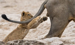 Самые смешные коты и кошки за всю историю комичного конкурса Comedy Wildlife Photography Awards