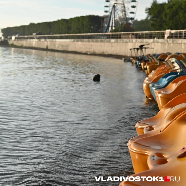 Источник: Елена Буйвол / VLADIVOSTOK1.RU